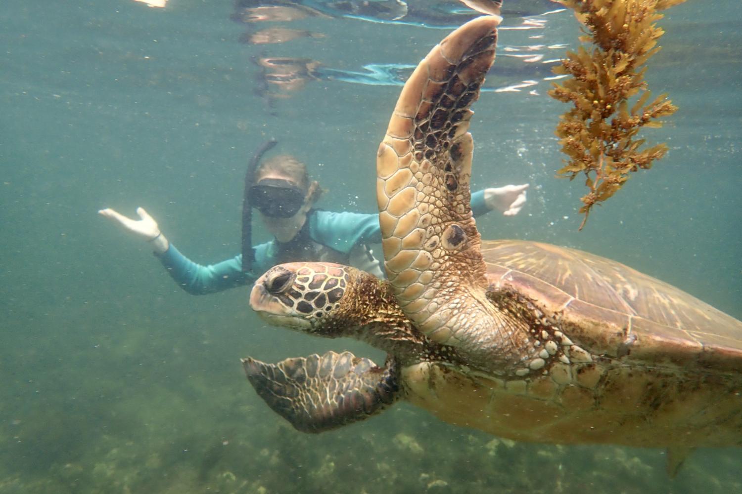 一名<a href='http://wmec.spreadcrushers.com'>全球十大赌钱排行app</a>学生在Galápagos群岛游学途中与一只巨龟游泳.
